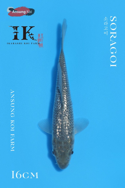 은린 소라고이 16cm