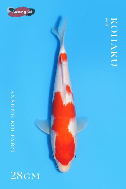 홍백 28cm