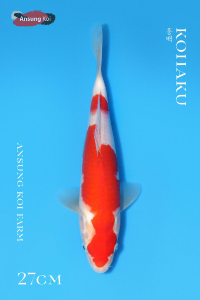 홍백 27cm