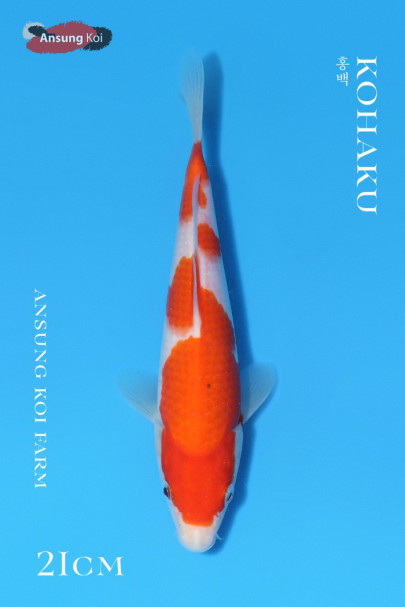 홍백 21cm