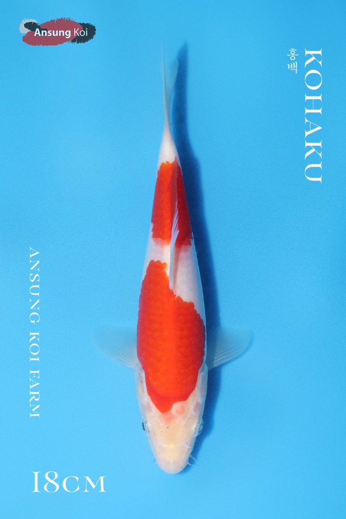 홍백 18cm