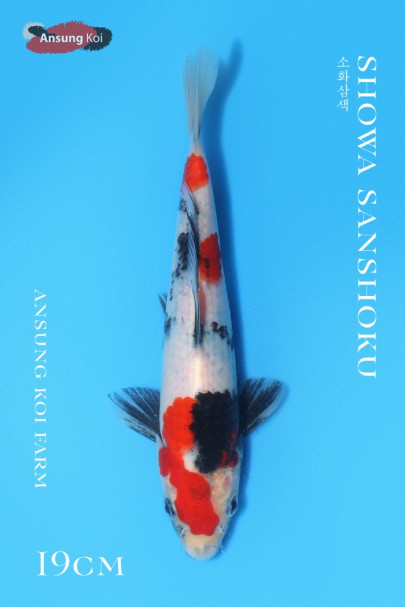 소화삼색 19cm