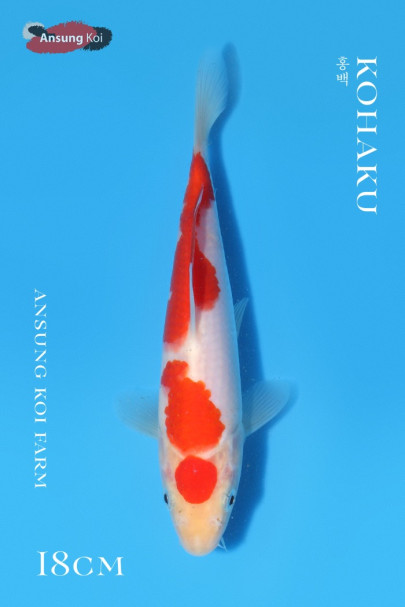 홍백 18cm