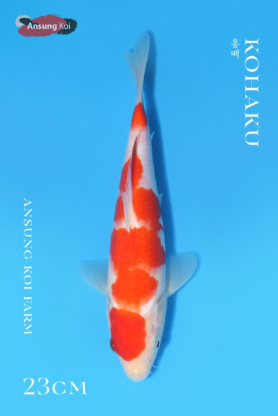 홍백 23cm