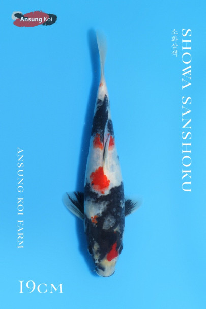 소화삼색 19cm