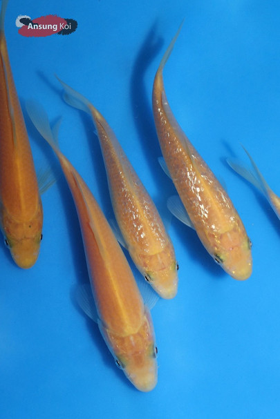 A급 카라시고이, 은린카라시고이 13cm전후