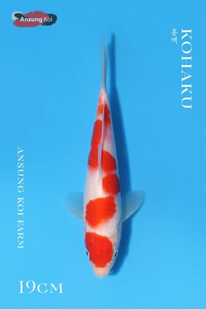 홍백 19cm