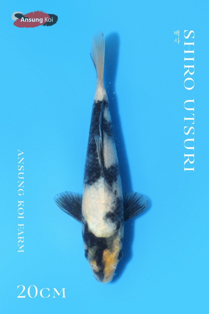 백사 20cm