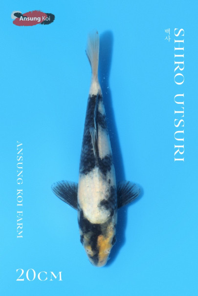 백사 20cm