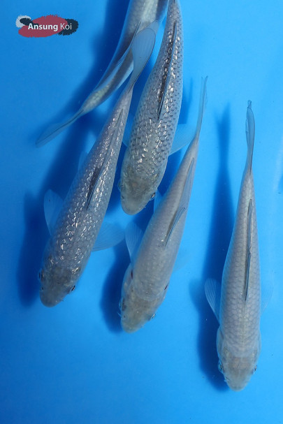 A급 소라고이, 은린소라고이 13cm전후