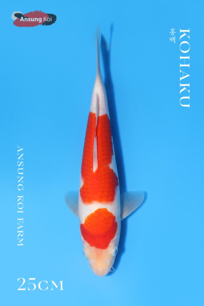 홍백 25cm