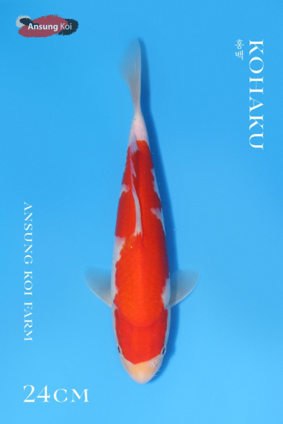 홍백 24cm