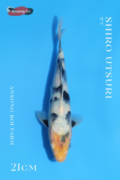 백사 21cm