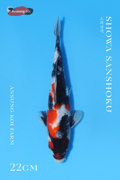 소화삼색 22cm