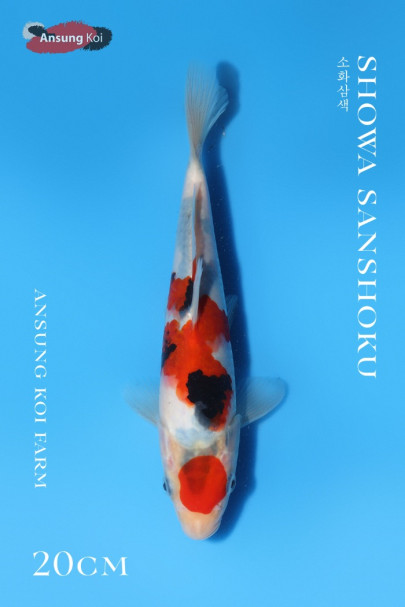 소화삼색 20cm
