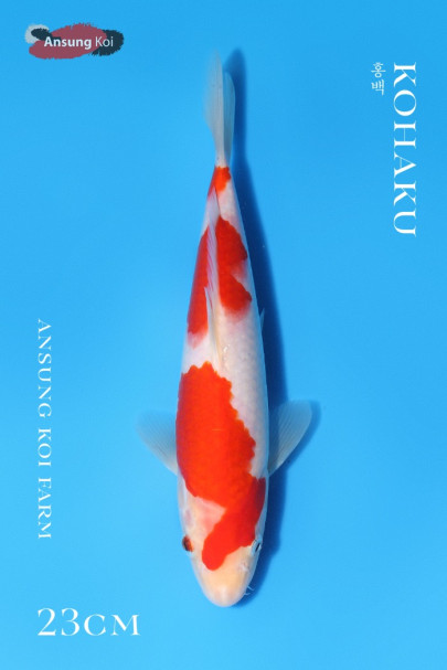 홍백 23cm