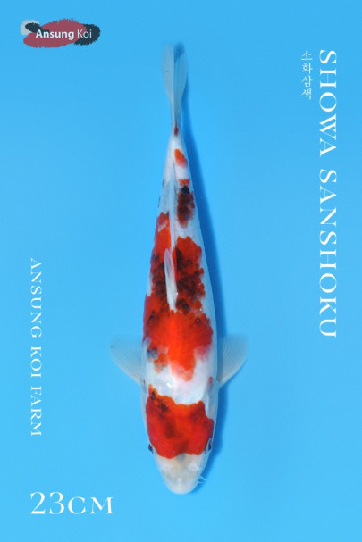 소화삼색 23cm
