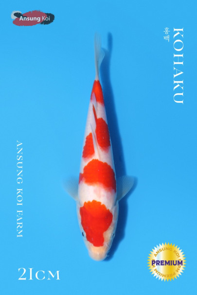 홍백 21cm