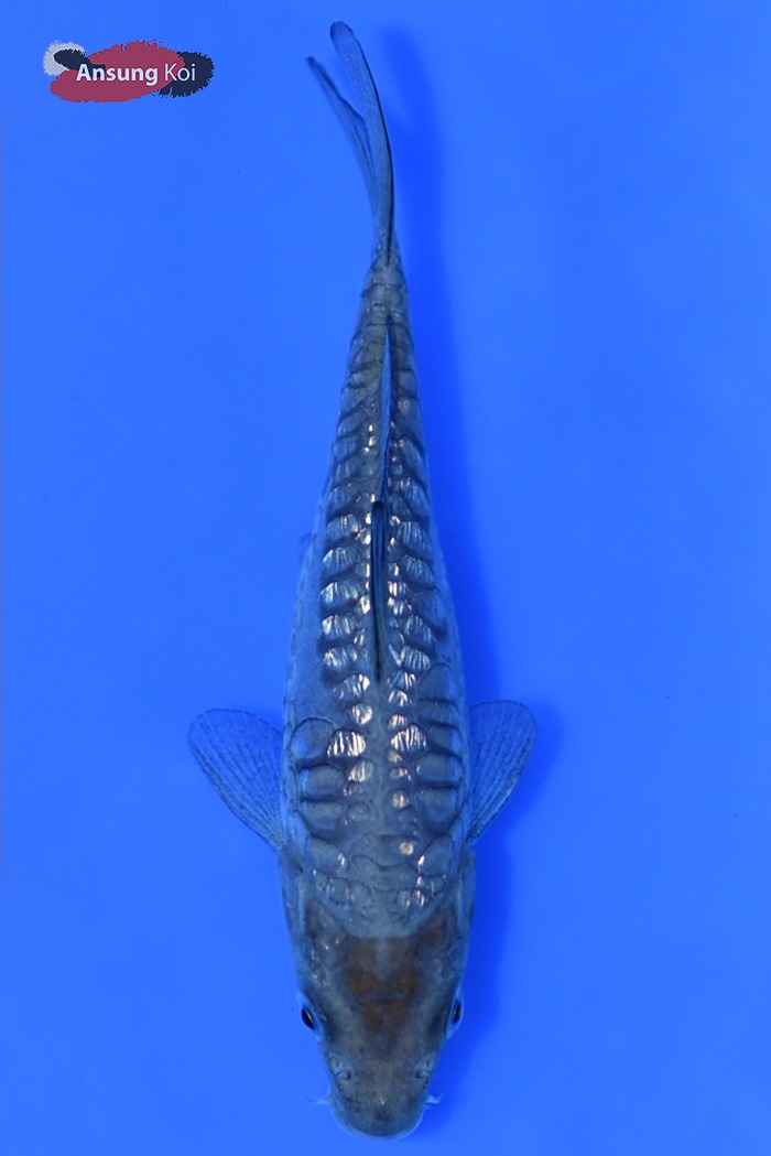 소라고이 12cm