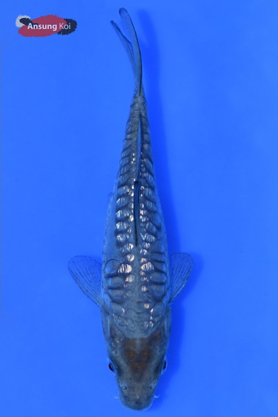 소라고이 12cm
