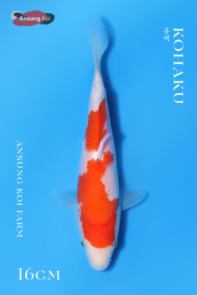 홍백 16cm