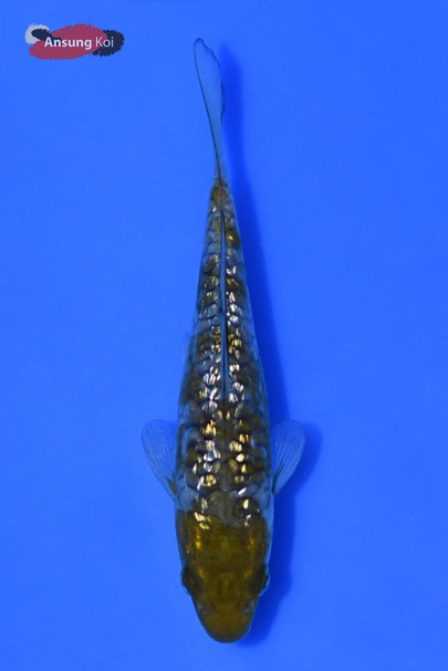 은린 오치바쉬구레 12cm