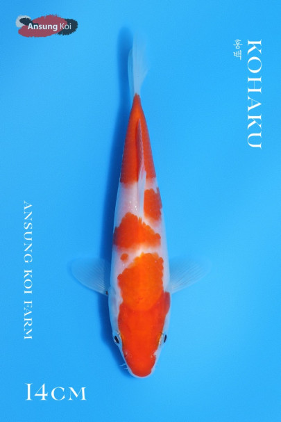 홍백 14cm