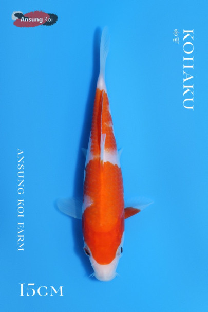 홍백 15cm