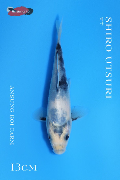 백사 13cm