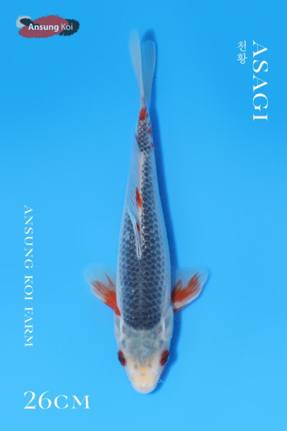 천황 26cm