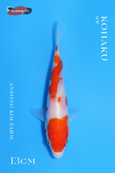 홍백 13cm