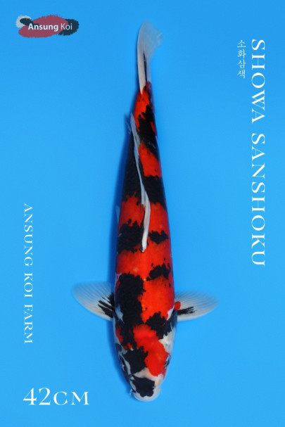 소화삼색 42cm