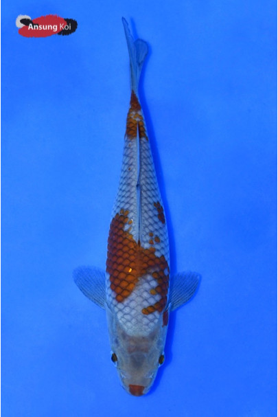오치바쉬구레 19cm
