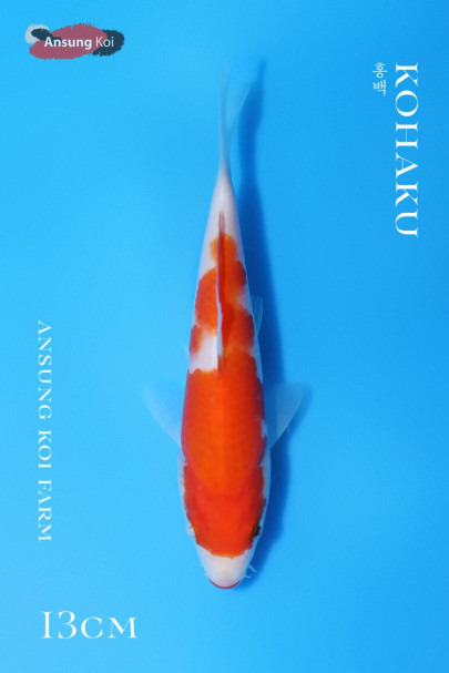 홍백 13cm