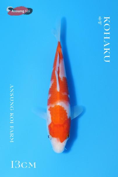 홍백 13cm
