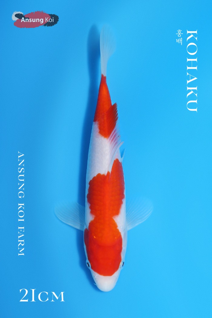 홍백 21cm
