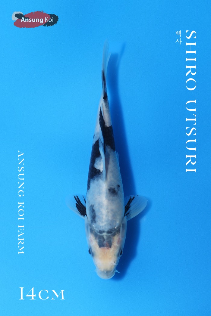 백사 14cm
