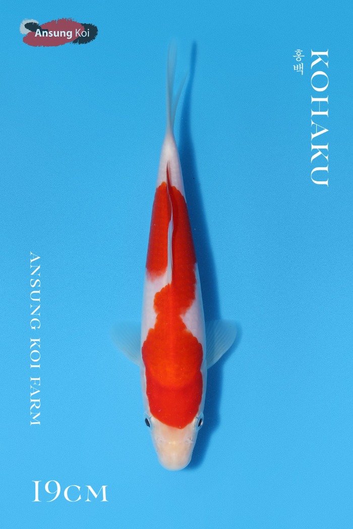 홍백 19cm