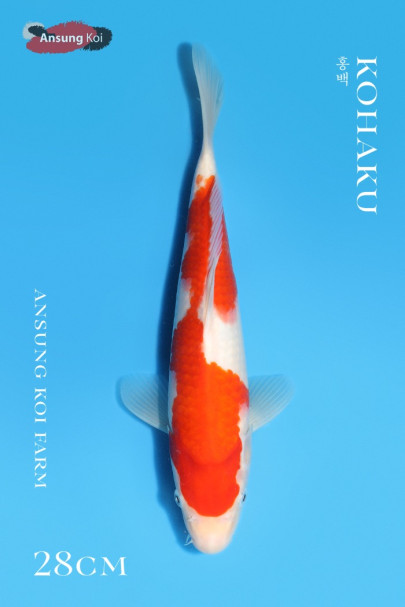 홍백 28cm