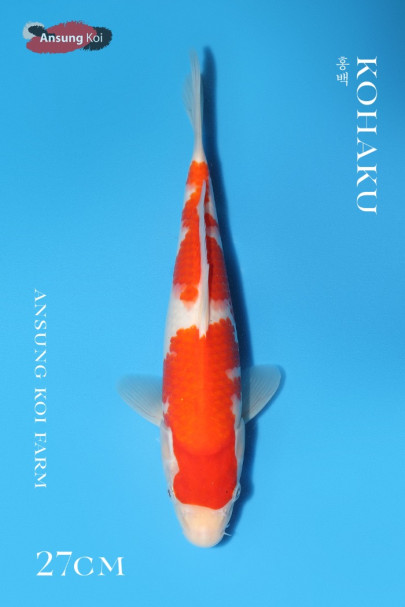 홍백 27cm