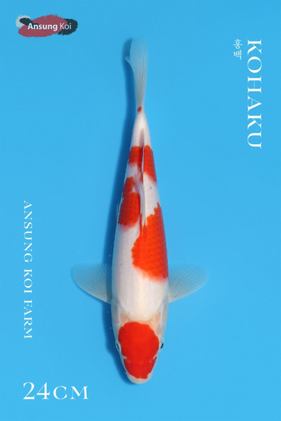 홍백 24cm