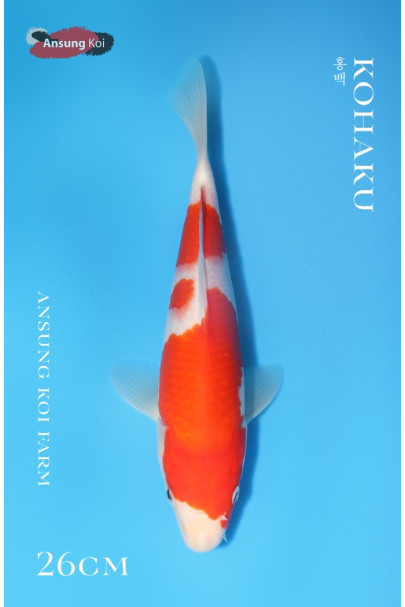 홍백 26cm