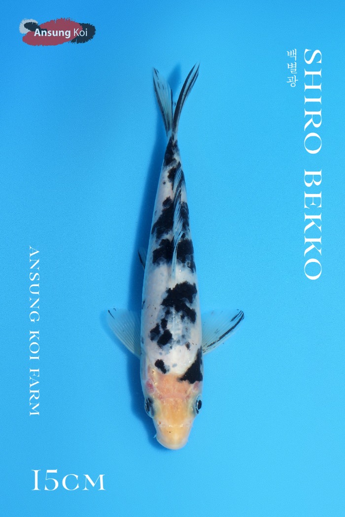 백별광 15cm