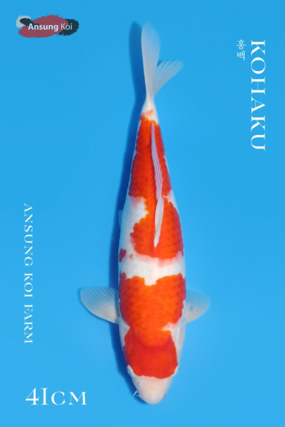 홍백 41cm