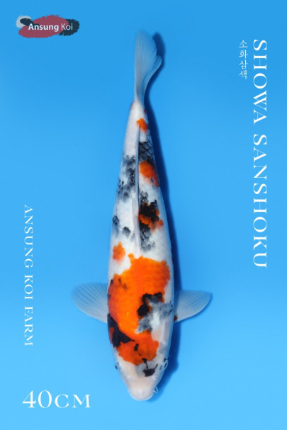 소화삼색 40cm