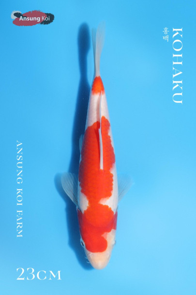 홍백 23cm