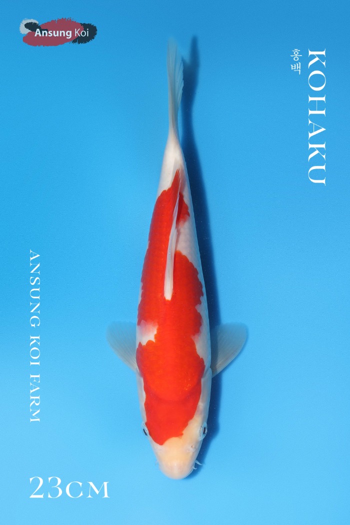 홍백 23cm
