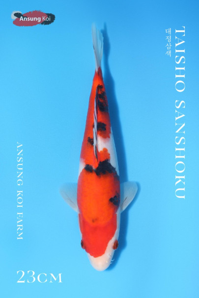 대정삼색 23cm