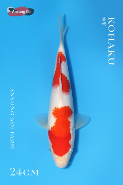 홍백 24cm