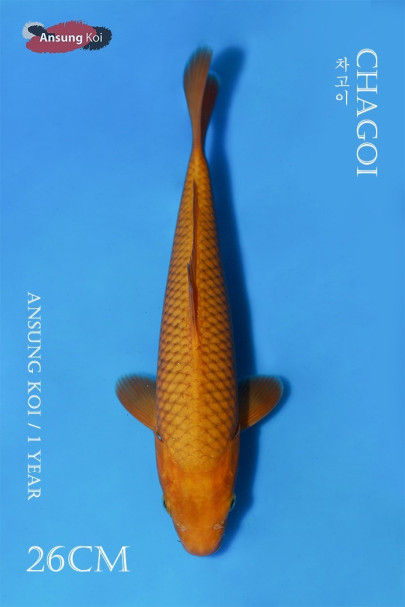 차고이 26cm